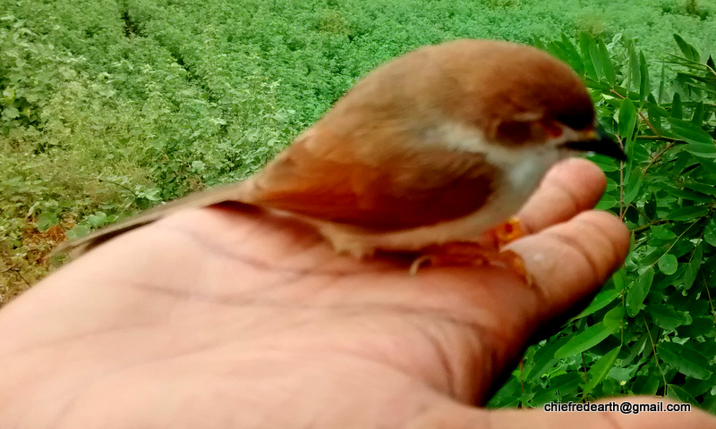 Yellow Eyed Babbler