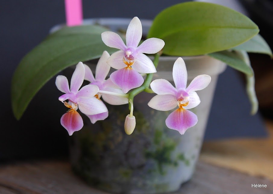 Phalaenopsis Partris HhRyz-JEmj2SsaC9JE9hIsGxYU6SMyPN1YP1oNHMF9laFcf5xPe5ba4GhoLjwXp6Oea0NRbG80CkJr_1NqjDjGb6RP7w5AODJ1BgtAZ1cVMX1unN52w5BmdW5u_CsiWMuOKhAerJK7tkHVMpQf6h6sKUiXoD3sE89mfJ9SauX7xRVUVVbnj527Wd-vY66DTp1VOUSBHwsY2YjGfHxjD2kAQs6BboXdqdVjMjzL4TBq7izEc_ZVL9NOkz-sDw-yvHpoVczzq780zfiBfwDbUG15h37zHnKKtm-ADS4P003wzskjU2cZSo89khY_mi4VlqiLTlF2Z_RLaWtd5YI13nxG9kLb0uH-CzCjGVwKqzws2uGPaaHysoMFRoxUcWoyQr0mEAqUB52tWFe7VFx-xlk_upEgdIft1IYEmqagNXSL_sKTa0NgftVMzEpqEekzZTiYfwQJEYP4sK70LxHkk8tYS5JPuzBwbPCugmC5V7SHkAox5naOm-PaSdbQMWjZYVuLtYC8v8P1UXX-rdhZ3ij9K2aWNM634uu6raKnPU15Eorwh488g_5gy_gqYTqd4jKYoCgeHPUAe9Xv0AvNlnQckbFZNrH_O0=w906-h645-no