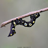 Fruit-piercing Moth