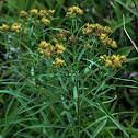 Flat-topped Goldenrod