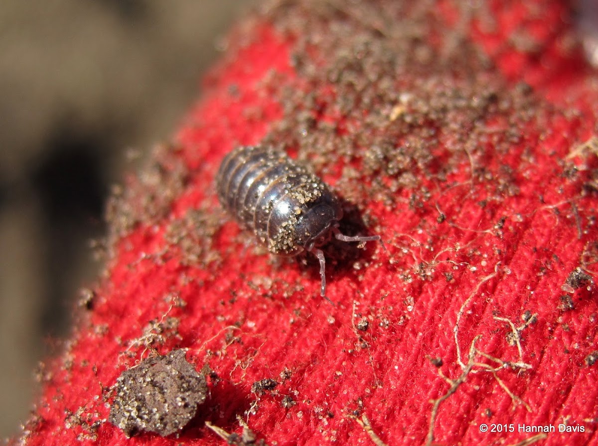 Pill bug