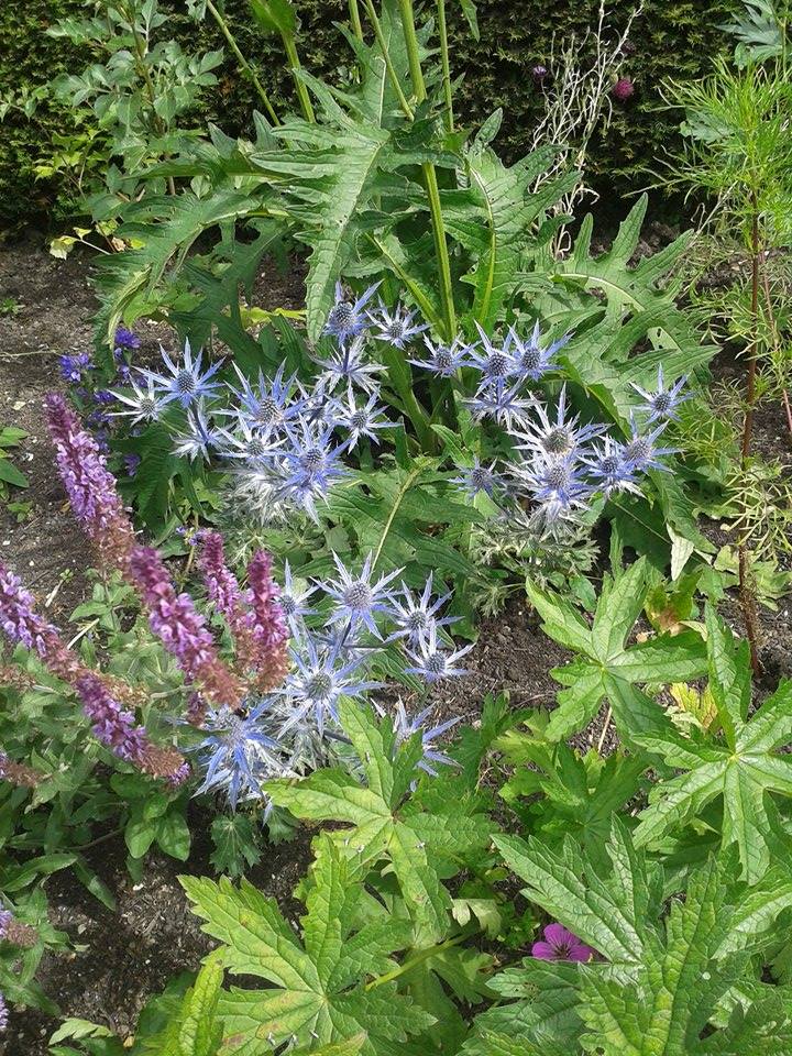 Purple Thistles