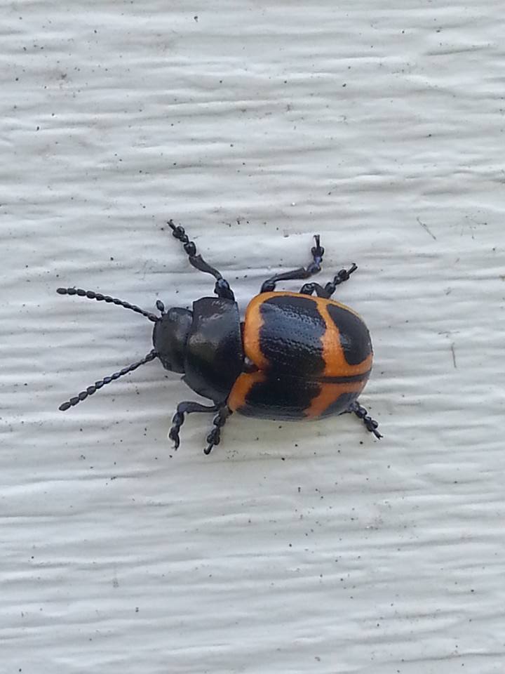 Swamp Milkweed Beetle