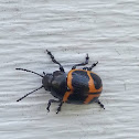 Swamp Milkweed Beetle