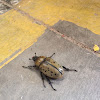 Eastern Hercules Beetle, female