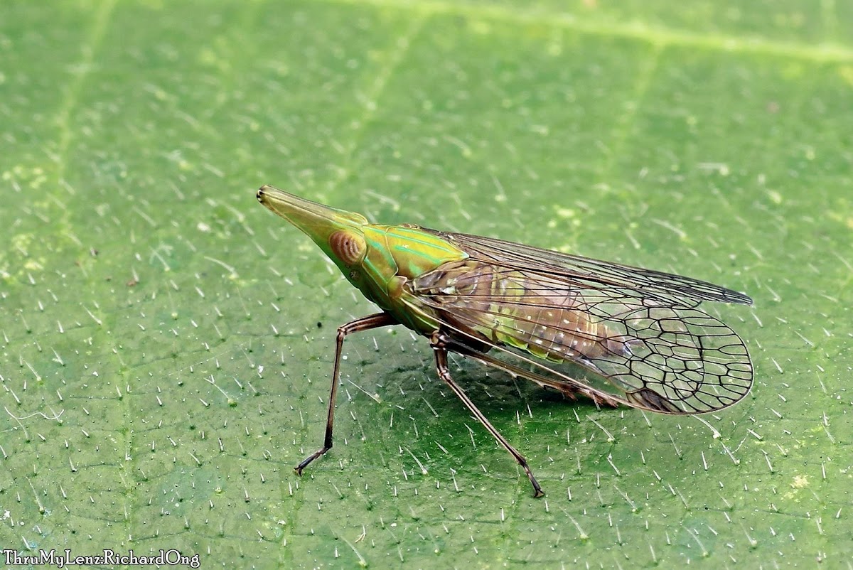 Planthopper