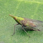 Planthopper