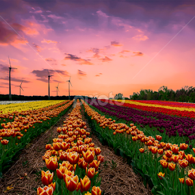 just tulips by Gigi Kent - Flowers Flower Gardens