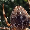 European cross spider