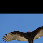 Turkey vulture