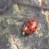 Multicolored Asian Lady Beetle