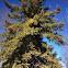 Eastern White Pine