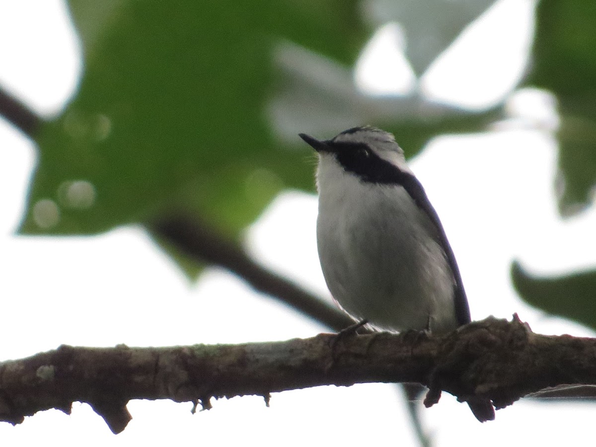 Little Pied Flycatcher