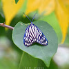 Drury's Jewel (female)