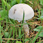 Amanita sp.