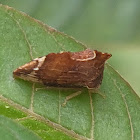 Keeled Treehopper