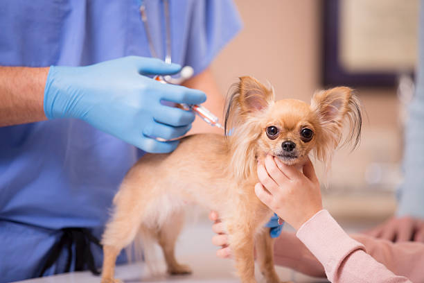 Common Health Concerns for Female Chihuahua