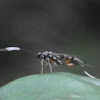 Ichneumon wasp