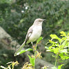 Northern Mockingbird