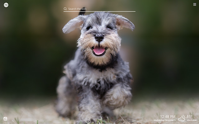 My Schnauzer - Cute Dog & Puppy Wallpapers