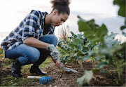 Having a garden offers great potential for improving a household's food security with access to good nutrition, savings on food bills.