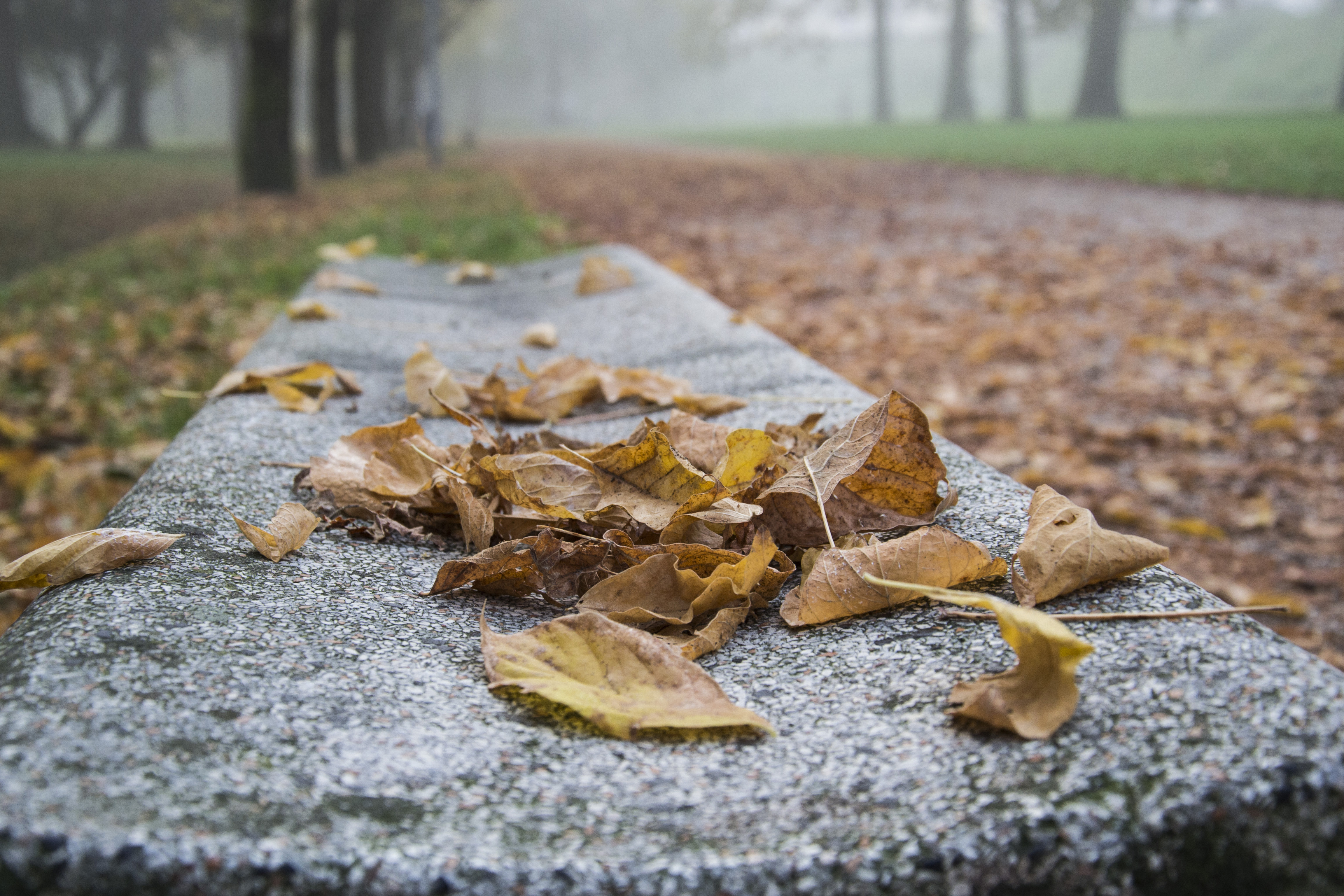 il parco in autunno  .... di paolo_ross