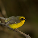 Yellow-bellied Fantail