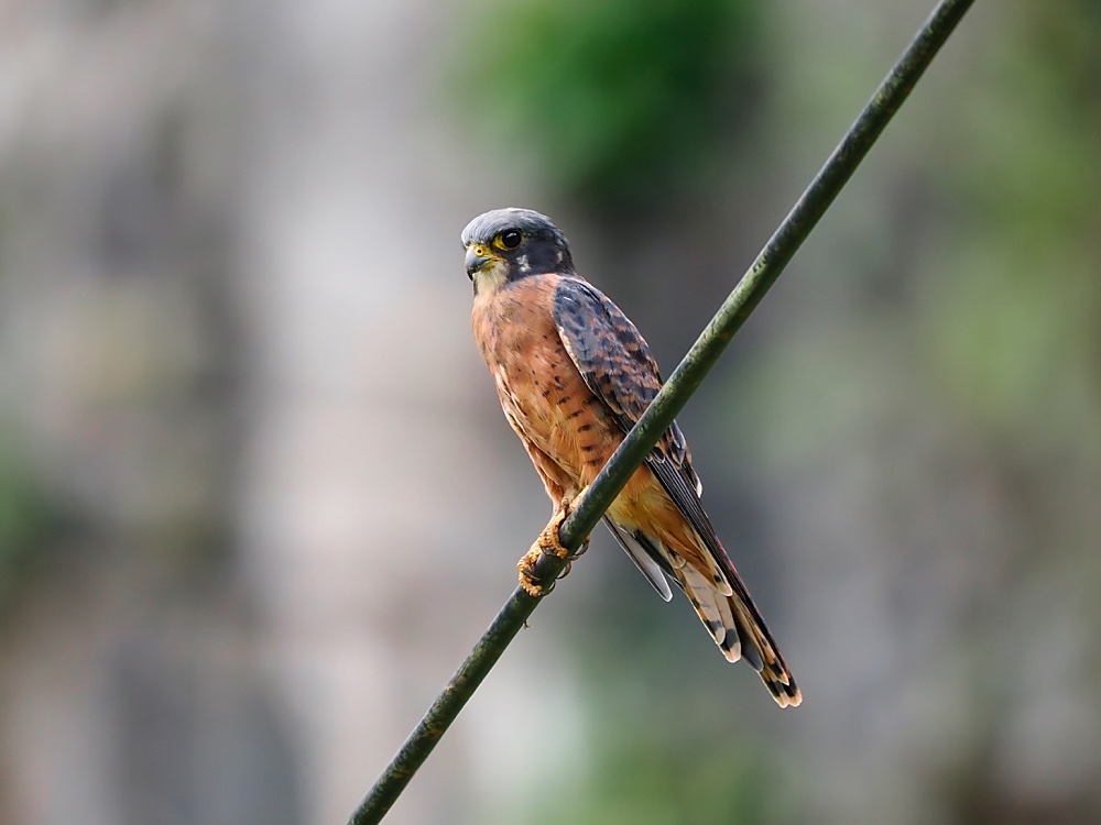 Cernícalo americano (American kestrel)