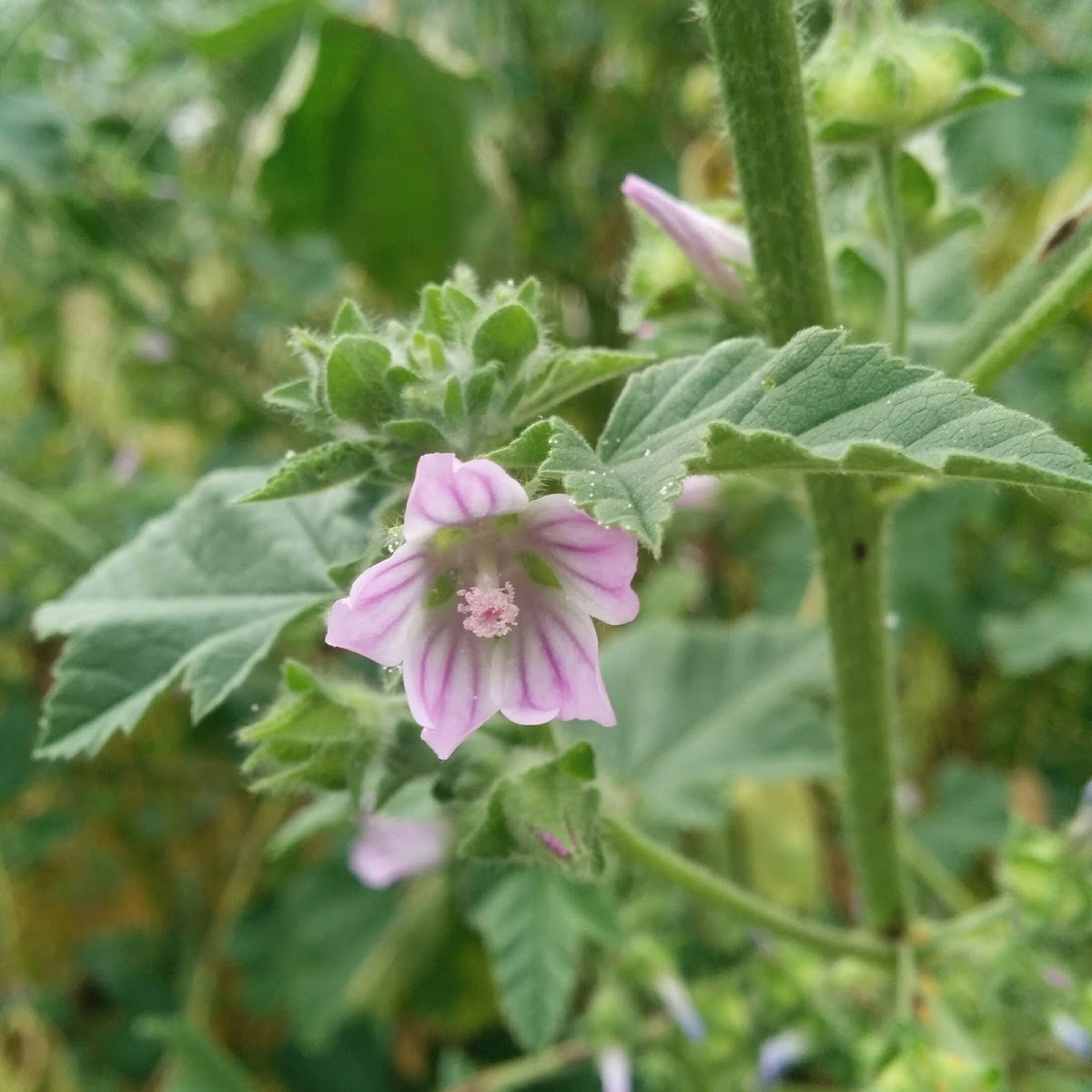 Tree Mallow