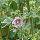 Tree Mallow