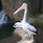 Australian Pelican