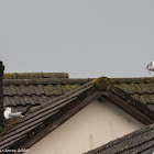 Herring Gull