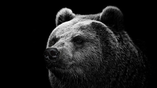 免費下載個人化APP|Bear HD Live Wallpaper Animals app開箱文|APP開箱王