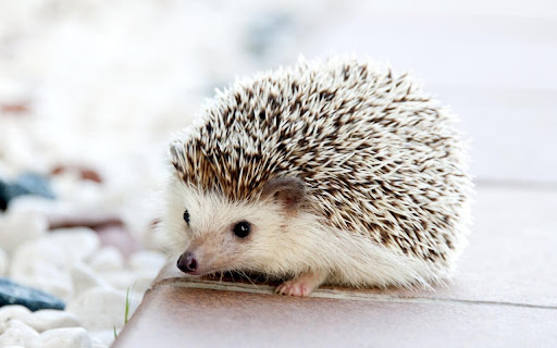 Curious Hedgehog Exploring a Sunny Garden screenshot 2