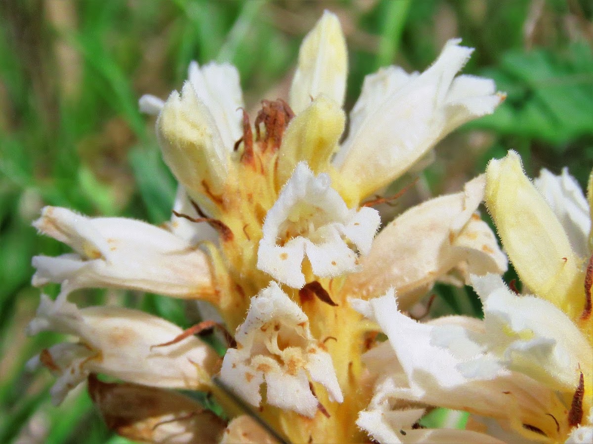 Common Broomrape