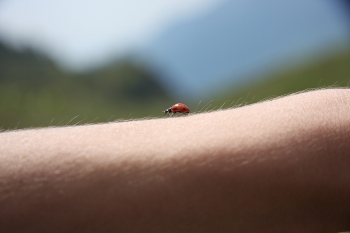 My little ladybird di pietroguiotto