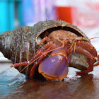 Hermit crab