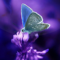 Butterflies Live Wallpaper