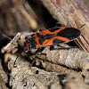 False Milkweed Bug