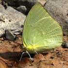 Lemon Emmigrant Female