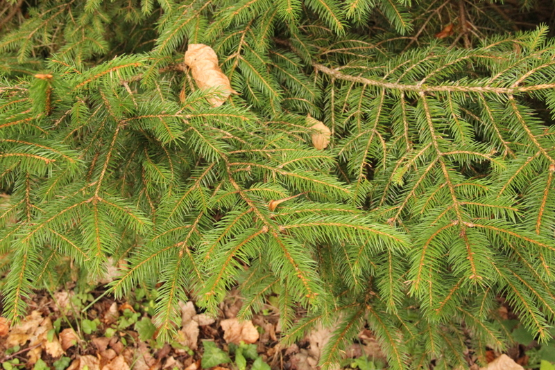 Spruce Tree