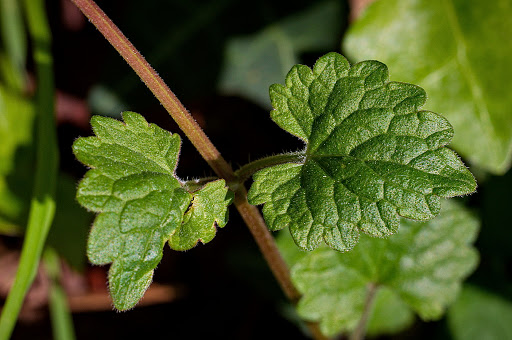 Glechoma hederacea