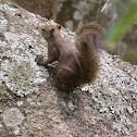 Atlantic forest squirrel