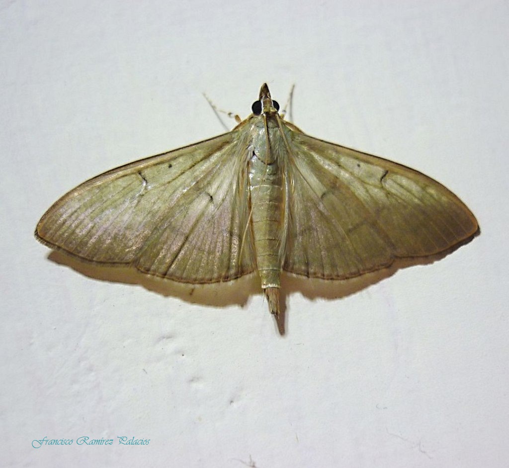 Crambid Moth