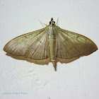 Crambid Moth