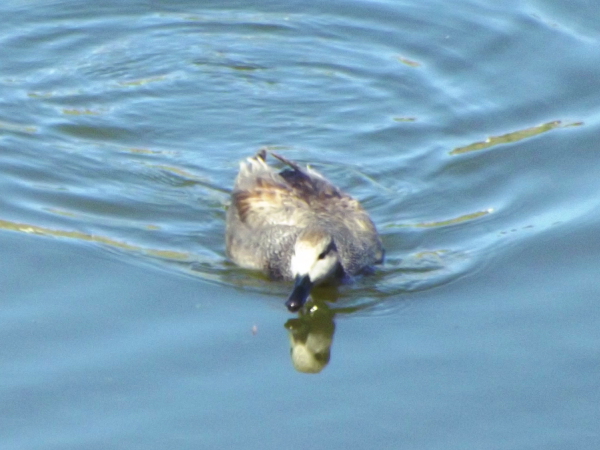 Gadwall