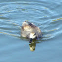 Gadwall