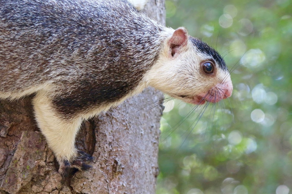 Grizzled Giant Squirrel