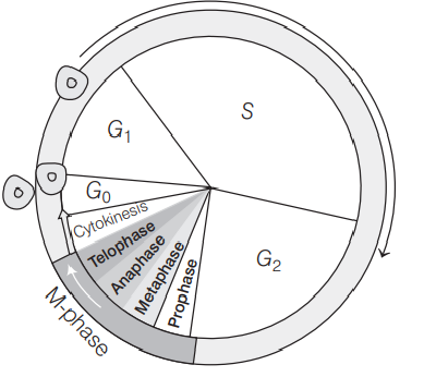 Cell Cycle