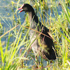 Common Gallinule